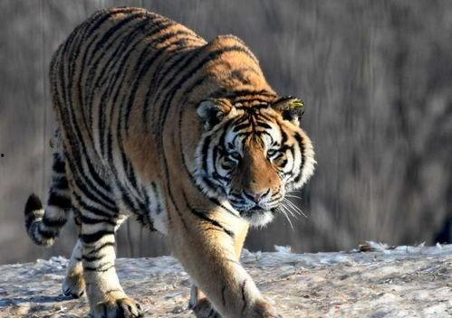 东北猛兽爆料视频大全,揭秘神秘生物的惊悚瞬间